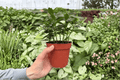 Goldfish Plant Tropicana Nematanthus 'Tropicana' - 2 Live Plants in 4-Inch Pots
