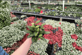 Hoya Bilobata - 2 Live Plants in 4-Inch Pots