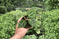 Anthurium Red Silver Live Plants - 2 Exact Plants in 4-Inch Pots