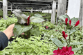 Philodendron Red Heart 2 Live Plants in 4-Inch Pots | Exact Plants Potted