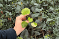 Philodendron Hope Aurea Variegated Starter Plants (2) in Plugs