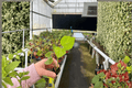 Auntie Lillies Salad Tree Abelmoschus manihot Starter Plants (2)