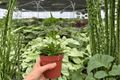 Hoya Longifolia - 2 Live Plants in 4-Inch Pots, Exact Plants Pictured