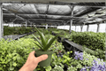 Aloe Black Gem - 2 Exact Live Plants in 4-Inch Pots (Shipped Potted)