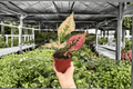 Aglaonema Light Pink Triphet - 2 Live Plants in 4-Inch Pots (Exact Listing)