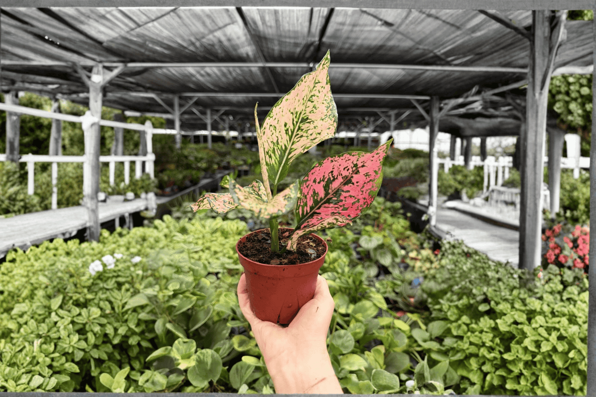 Aglaonema Light Pink Triphet - 2 Live Plants in 4-Inch Pots (Exact Listing)