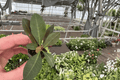 Crown of Thorns Maxi Zeus Euphorbia milii Starter Plants – 2 Bare-Root