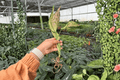 Aglaonema Jazzed Gems XL Starter Live Plants - 2 Plants