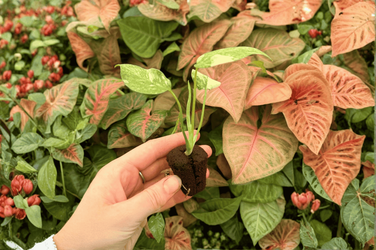 Monstera Legacy Starter Plants – 2 Exact Live 2-Inch Nursery Pot Starter Plants