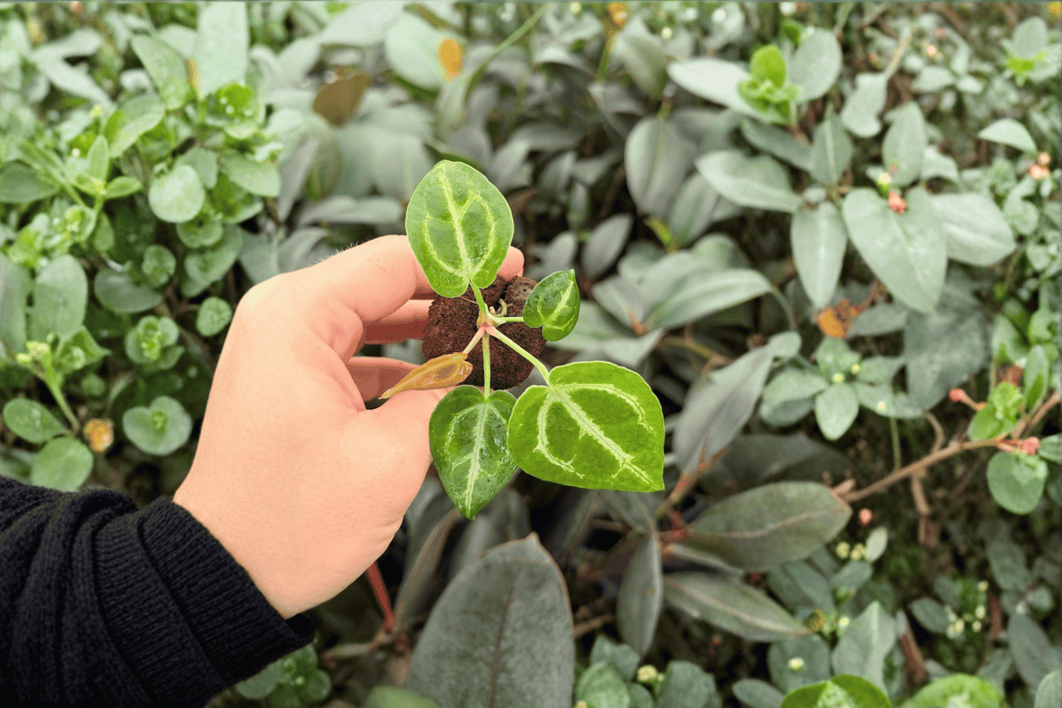 Anthurium Crystal x Dorayaki Starter Plants (2) - Plugs