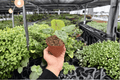 Anthurium Papi x HU (KOS) - 2 Live Plants in 4-Inch Pots