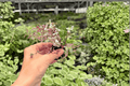Tradescantia Pink Panther Starter Plants (2) in Plugs - Exact Plants