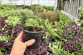Anthurium Goliath x Dark Mama - 2 Live Plants in 4-Inch Pots