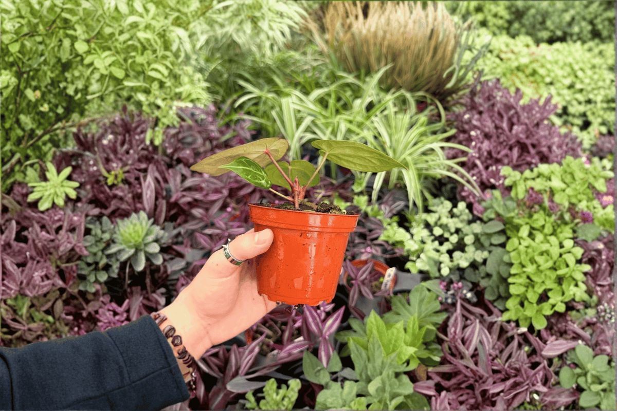Anthurium Papi Red Sinus x K.O.S. - 2 Bare-Root Exact Plants (4" Specific)