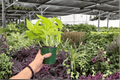 Neon Pothos Epipremnum aureum 'Neon' - 2 Live Plants in 4-Inch Pots