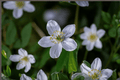 Wild Swan Windflower Anemone 'Wild Swan' — 1 Live 4-Inch Pot