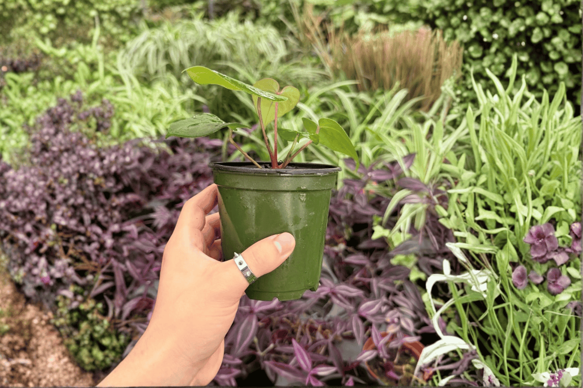Anthurium Papi Red Sinus x K.O.S. - 2 Exact 4-Inch Live Plants | Bare Root