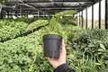 Alocasia Dragon Scale (Alocasia baginda 'Dragon Scale') - 2 Live Plants in 4-Inch Pots