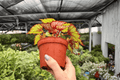 Begonia Harmony’s Crimson Oak – 2 Exact Live Plants in 4-Inch Pots