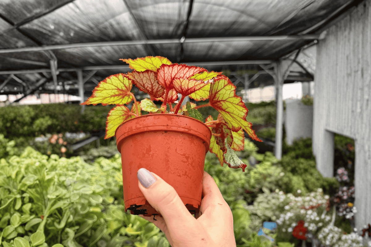 Begonia Harmony’s Crimson Oak – 2 Exact Live Plants in 4-Inch Pots