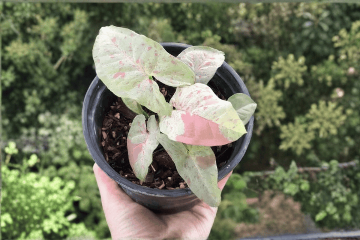 Milk Confetti Arrowhead Vine (Syngonium podophyllum 'Milk Confetti') - 1 Gal Live Plant