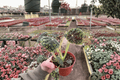 Begonia ‘Lynda Evans’ Live Plants – 2 Plants in 4-Inch Pots (Rooted)