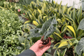 Alocasia Dragon's Tooth Starter Plants (2) – Alocasia longiloba