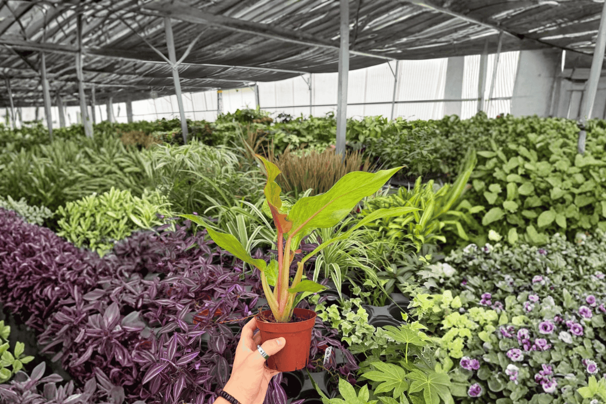 Philodendron Orange Marmalade - 2 Bare Root Live Plants, 4-Inch Pot Size