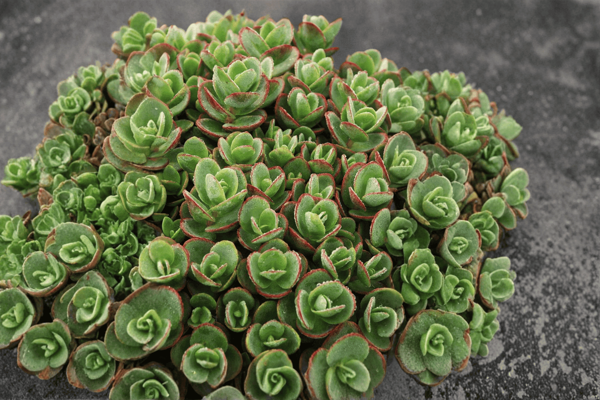 SunSparkler Lime Zinger Stonecrop (Sedum rupestre) - 1 Live Plant in 4-Inch Pot