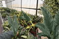 Alocasia Zebrina Live Starter Plants – 2-Pack, 2-Inch Nursery Pot Format