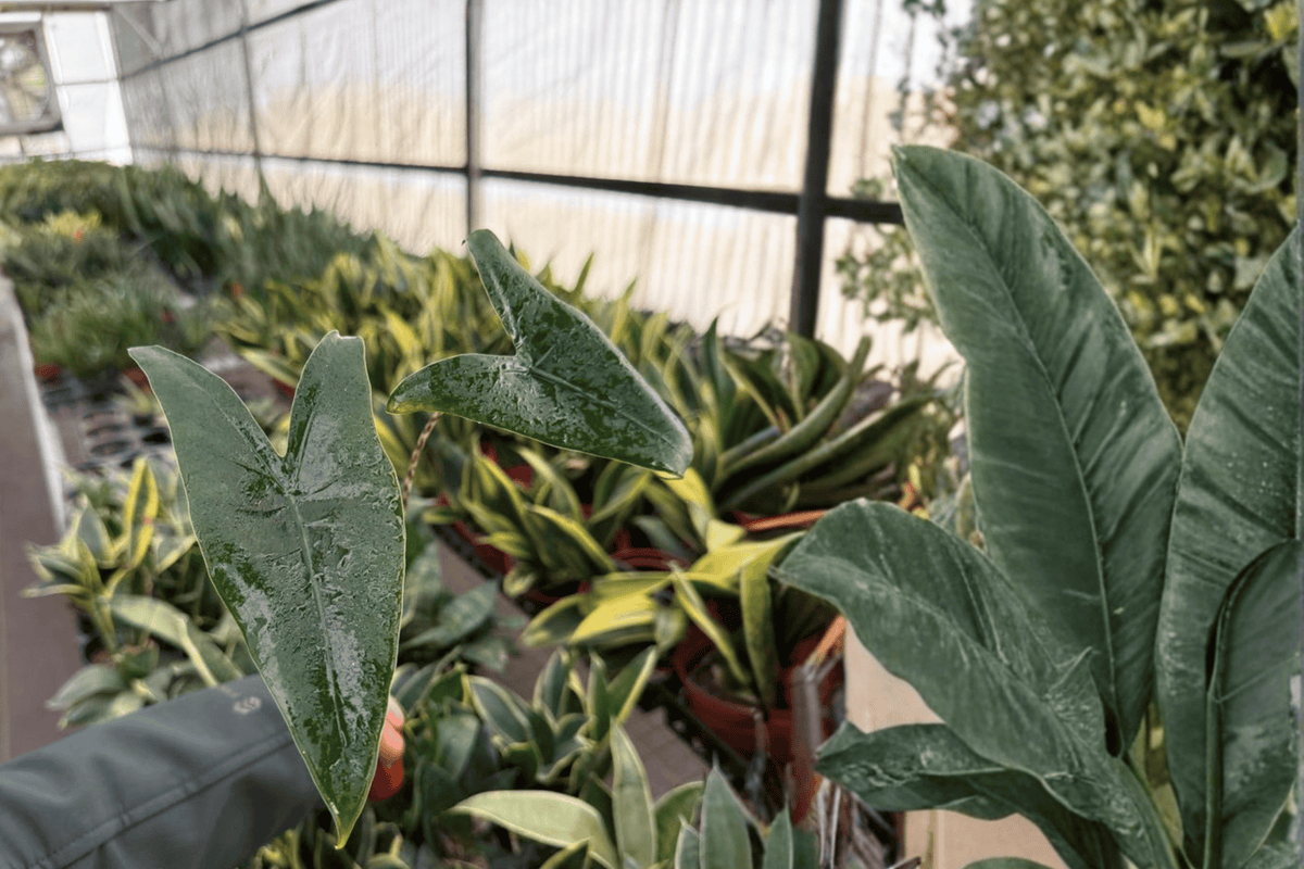 Alocasia Zebrina Live Starter Plants – 2-Pack, 2-Inch Nursery Pot Format
