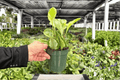 Peperomia Golden Gate (Peperomia obtusifolia) 2 Live Plants in 4-Inch Pots