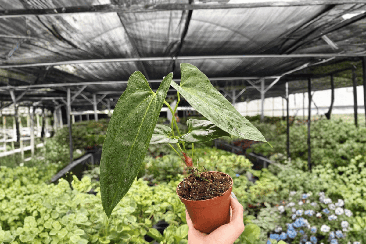 Antthurium Hoffmannii x Red Gunsal - 2 Live Plants in 4-Inch Pots