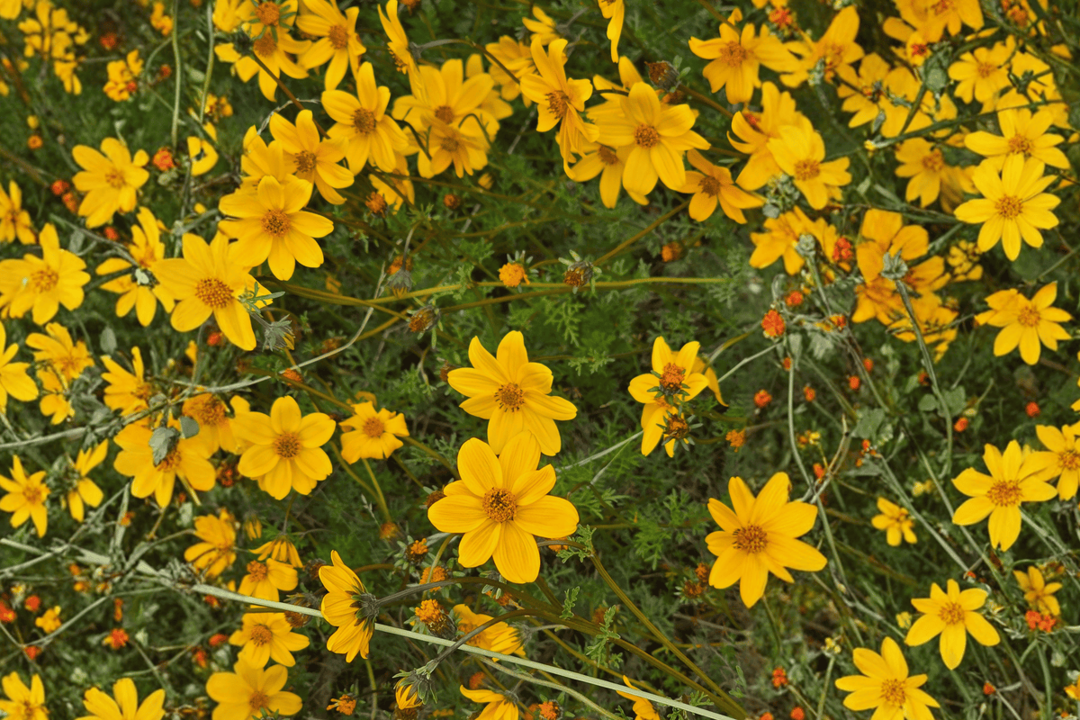 Namid Compact Yellow Bidens - 1 Live Plant in 4-Inch Pot | Bidens ferulifolia