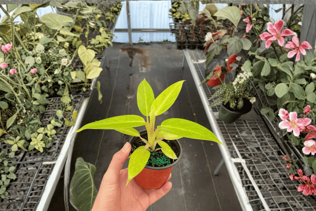 Philodendron 'Calkins Gold' Live Plants – 2 in 4-Inch Pots