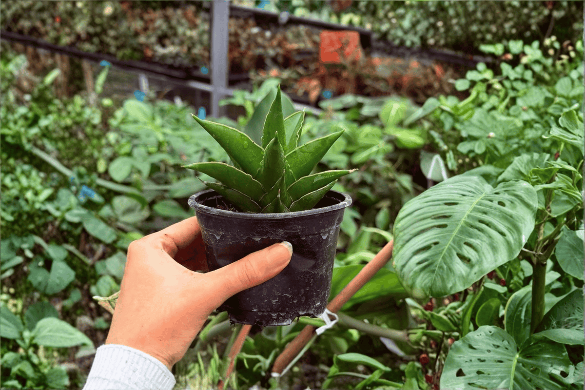 Sansevieria Jewel Crown - 2 Live Plants in 4" Pots