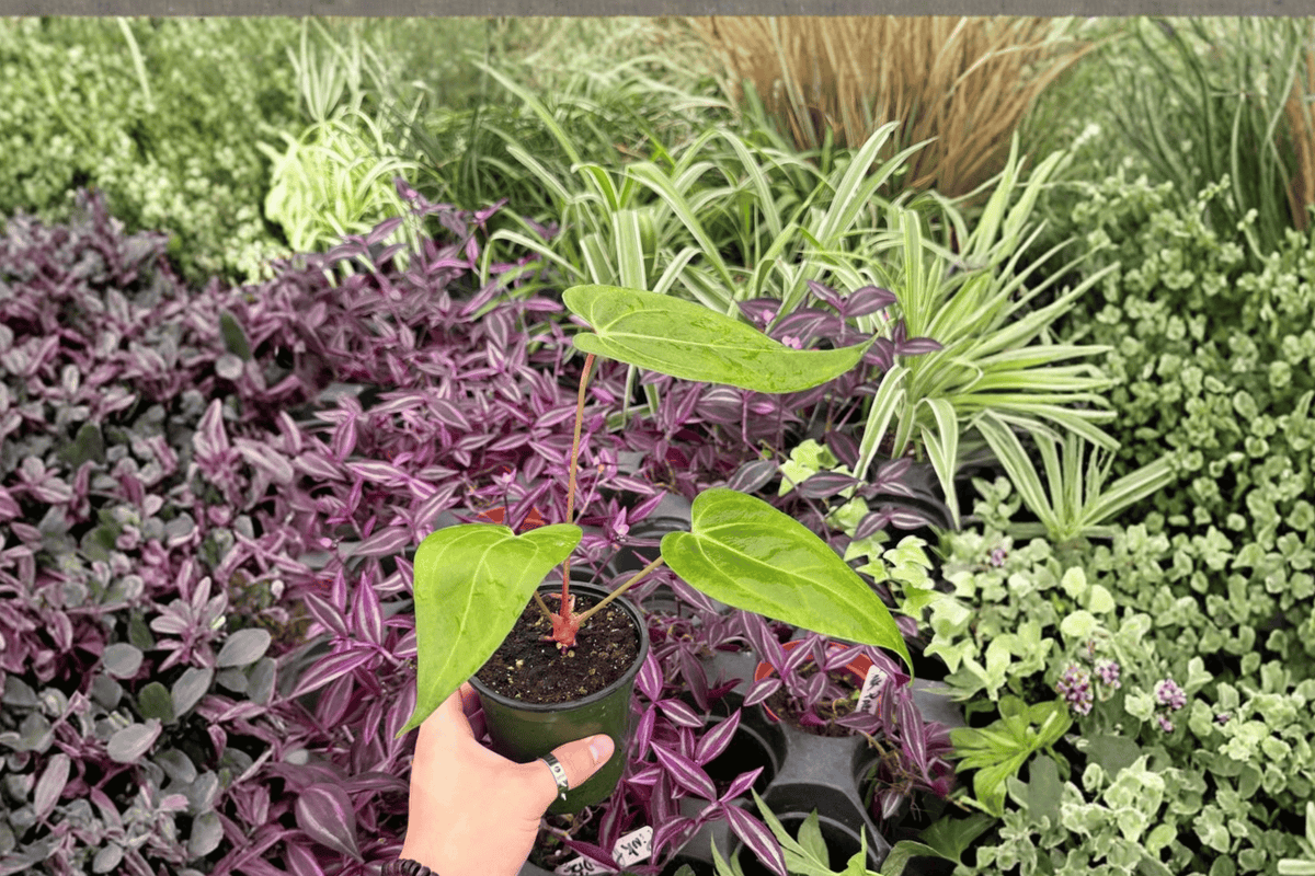 Anthurium Xone × Warocqueanum — 2 Bare-Root Live Plants, 4-Inch Pot Size (Exact Plants pictured)