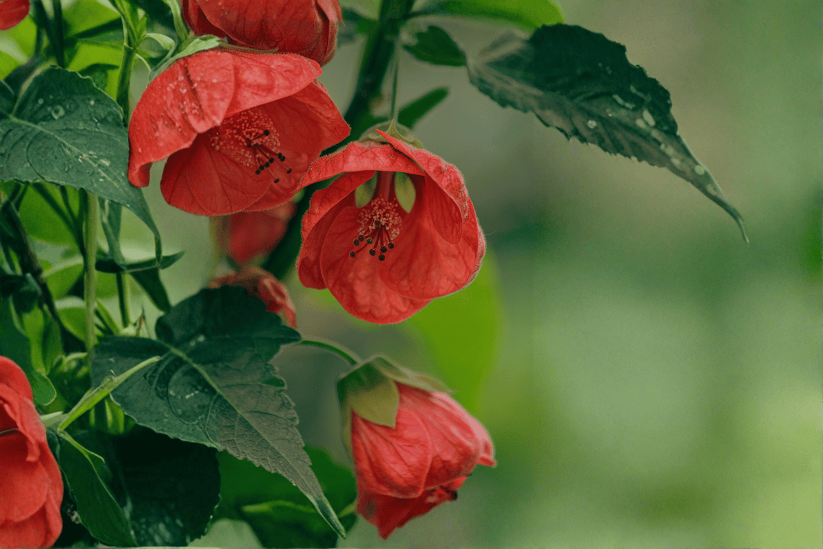 Abutilon 'Red Princess' Flowering Maple - 1 Gallon Live Plant