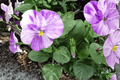 Columbine Viola Live Plant (Viola 'Columbine') - 4-Inch Pot
