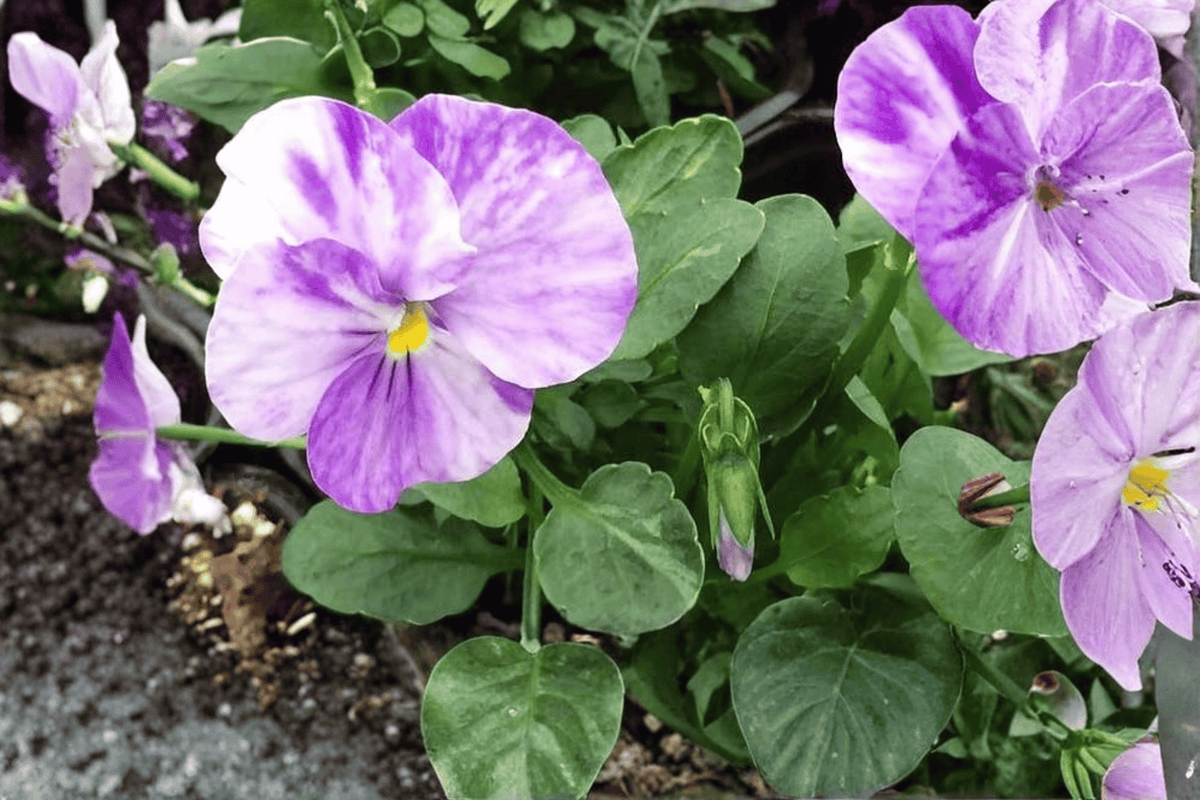 Columbine Viola Live Plant (Viola 'Columbine') - 4-Inch Pot
