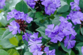 Plumbago Ceratostigma plumbaginoides 4-Inch Live Plant