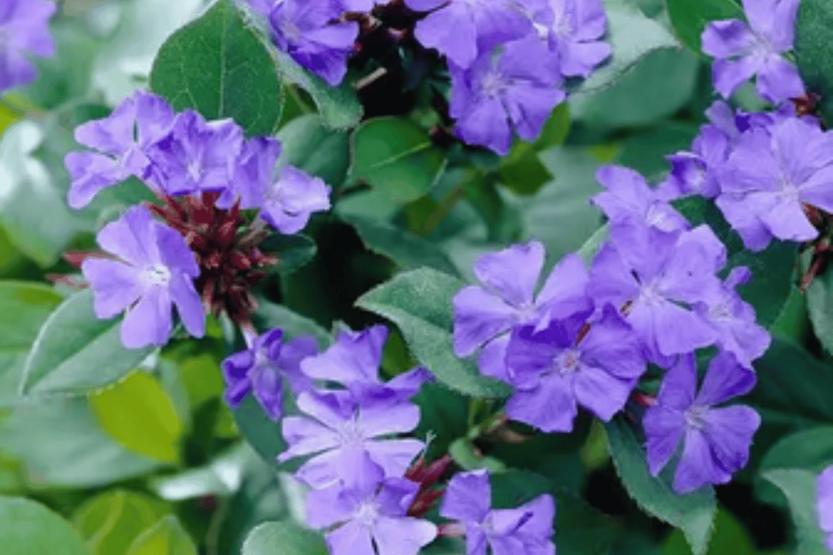 Plumbago Ceratostigma plumbaginoides 4-Inch Live Plant