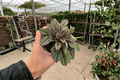 Peperomia San Marino 2 Live Plants - Bare Root, 4-Inch Pot Size