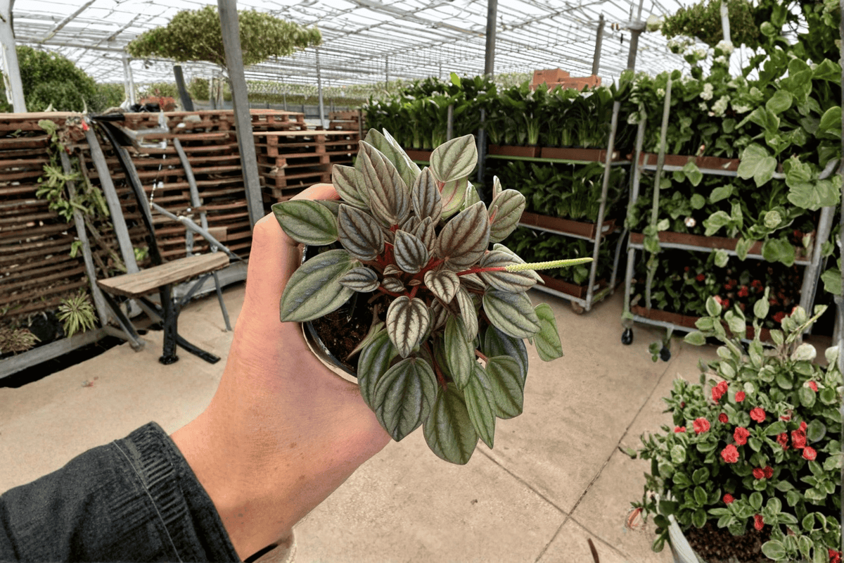 Peperomia San Marino 2 Live Plants - Bare Root, 4-Inch Pot Size