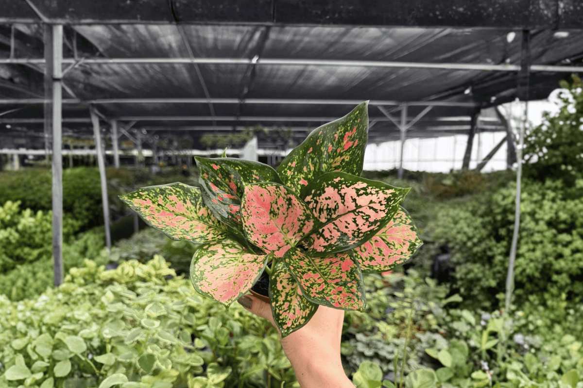 Aglaonema Katrina Live Plant - 2 Exact Plants in 4" Pot
