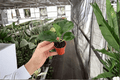 Quasar Hibiscus 2-Inch Starter Plants (2-Pack)