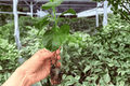 Chiffon Pink Hibiscus Starter Plants in Plugs - 2 Exact Live Plants