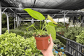 Anthurium Crystal x Papi Golden 2 Live Plants - 4-Inch Pots
