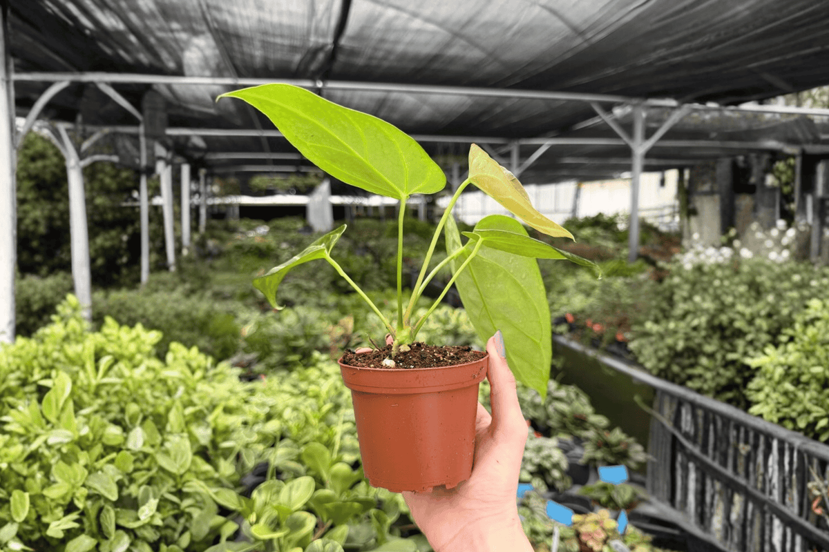 Anthurium Crystal x Papi Golden 2 Live Plants - 4-Inch Pots