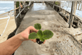 VAT King of Peas African Violet Streptocarpus ionanthus Starter Plants – 2 Live